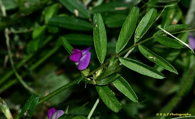 {Vicia sativa}